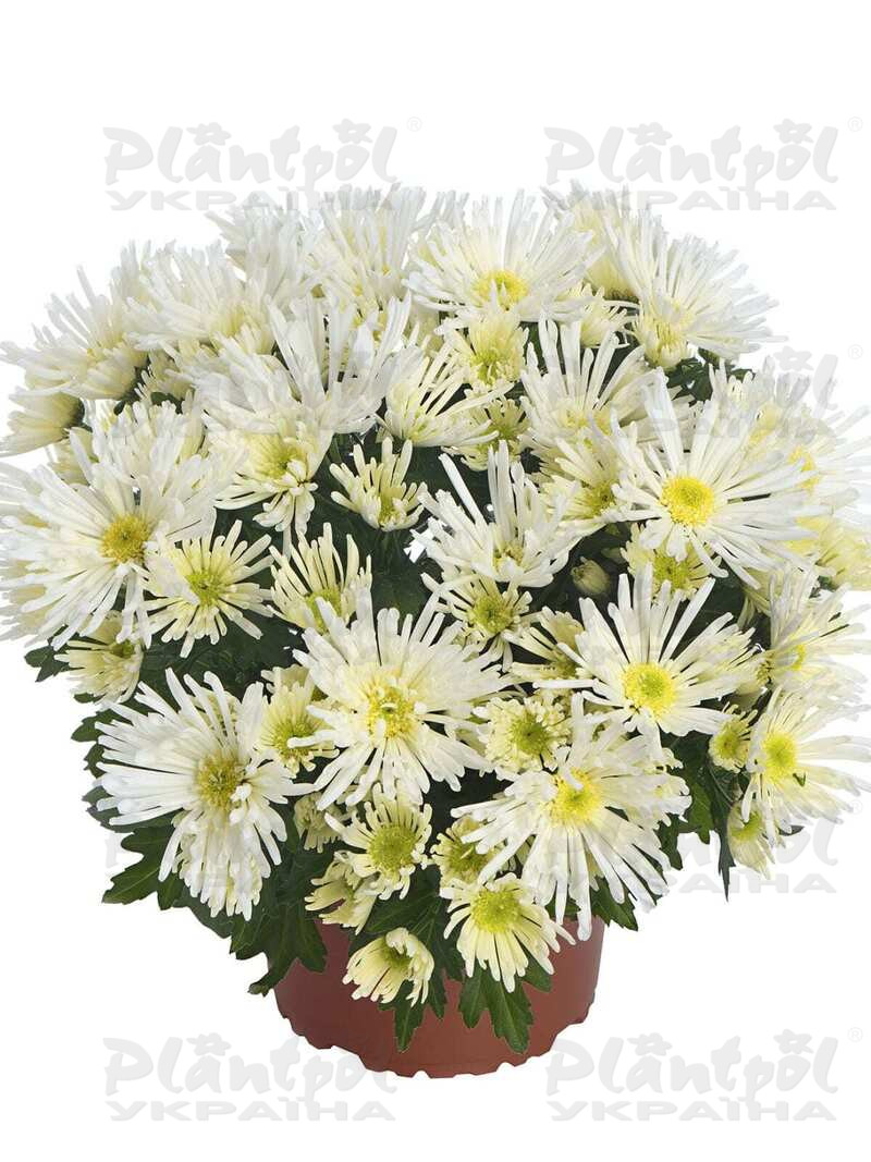 Хризантема середньоквіткова горшкова Hermosa White
