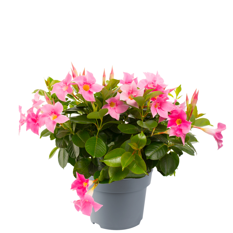 Дипладенія (Сундавіл) Mandevilla Jade Pink