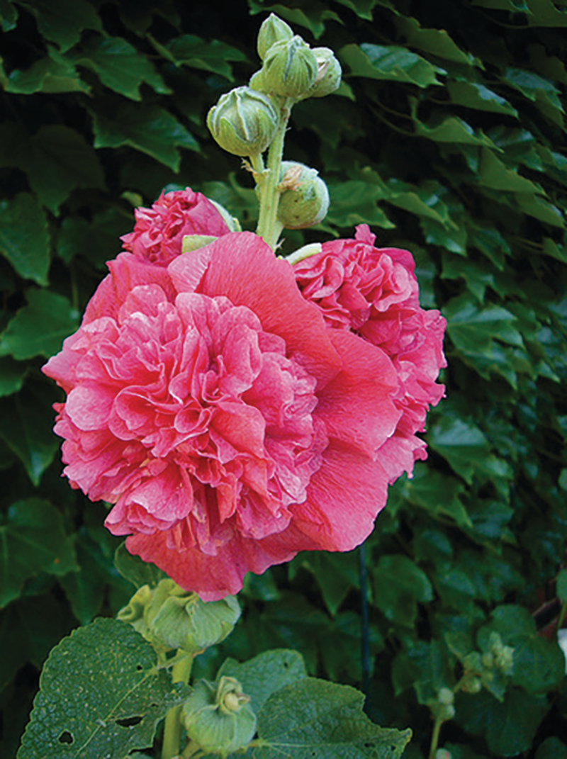 Мальва Chaters Double Rose (84 палета /Florensis)