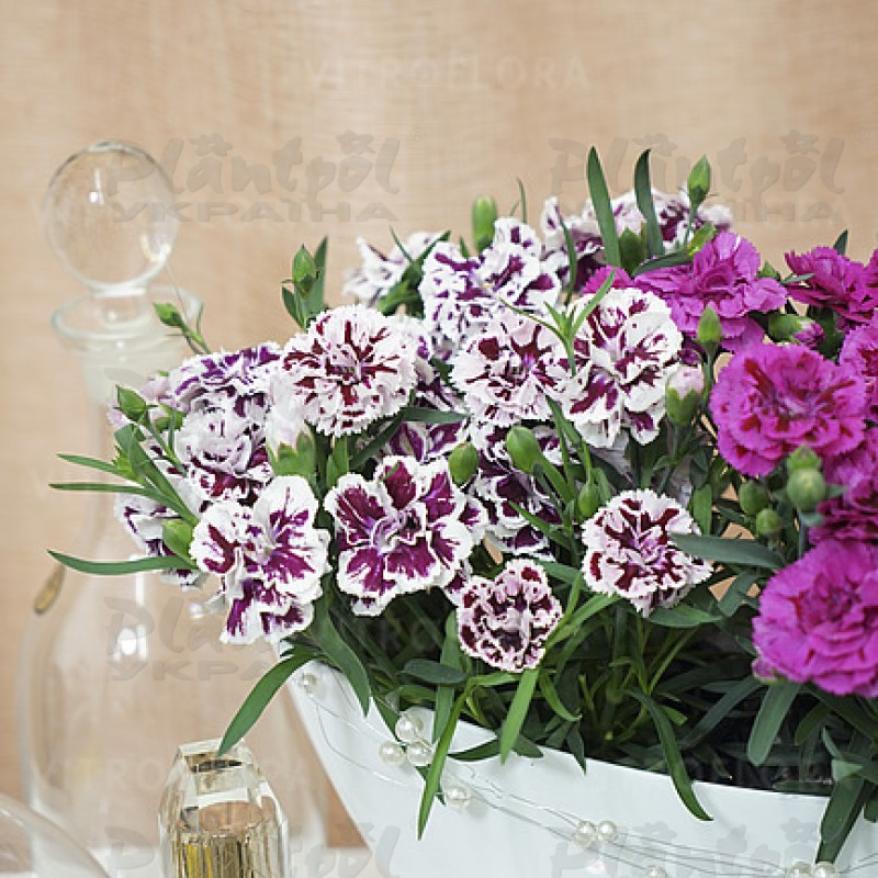 Гвоздика DiaDeur Sissy