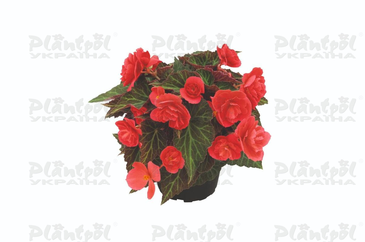 Бегонія Bellissa Red