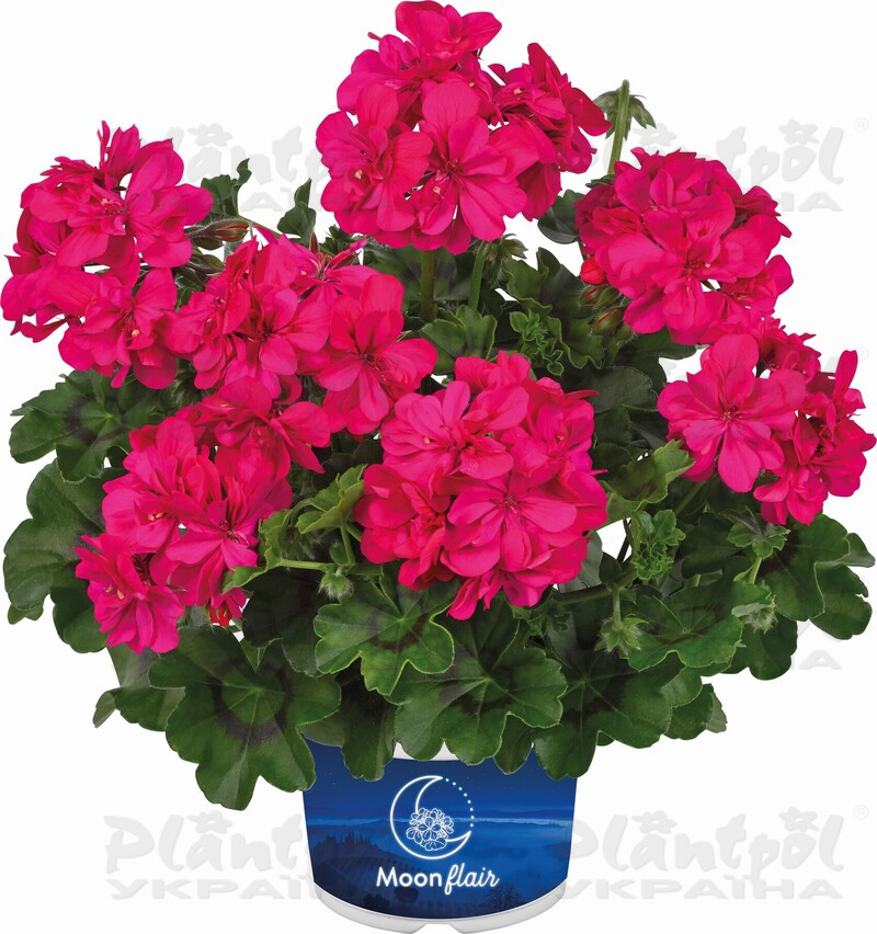 Пеларгонія ампельна Moonflair Dark Pink