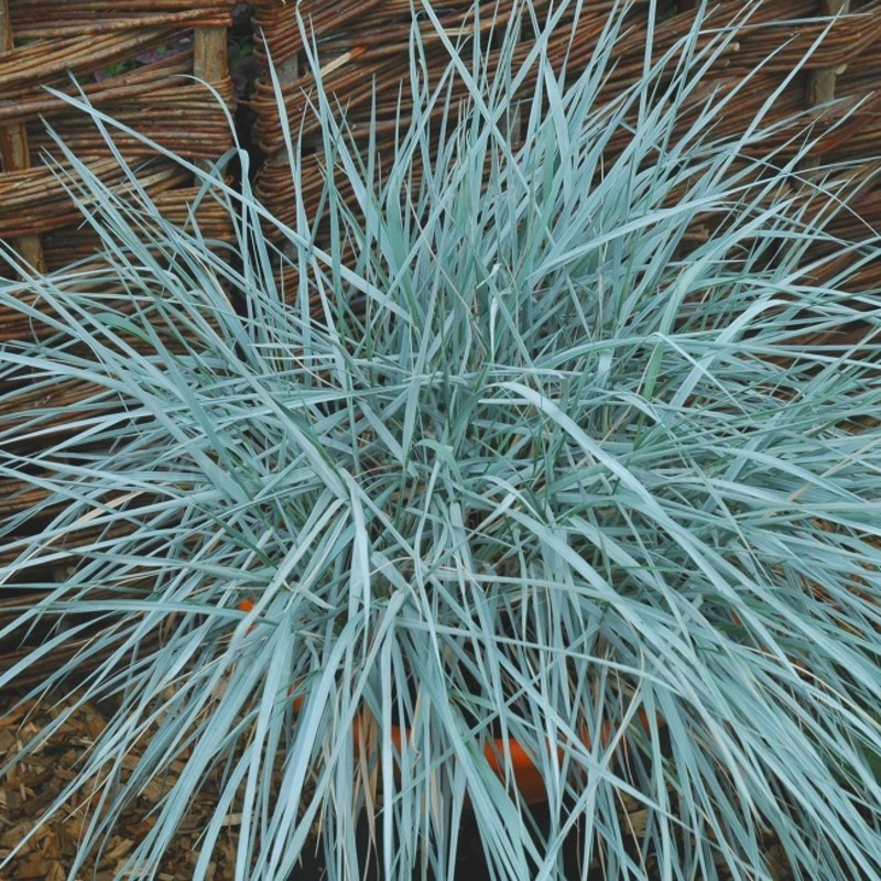 Елімус magellanicus (Vitroflora)