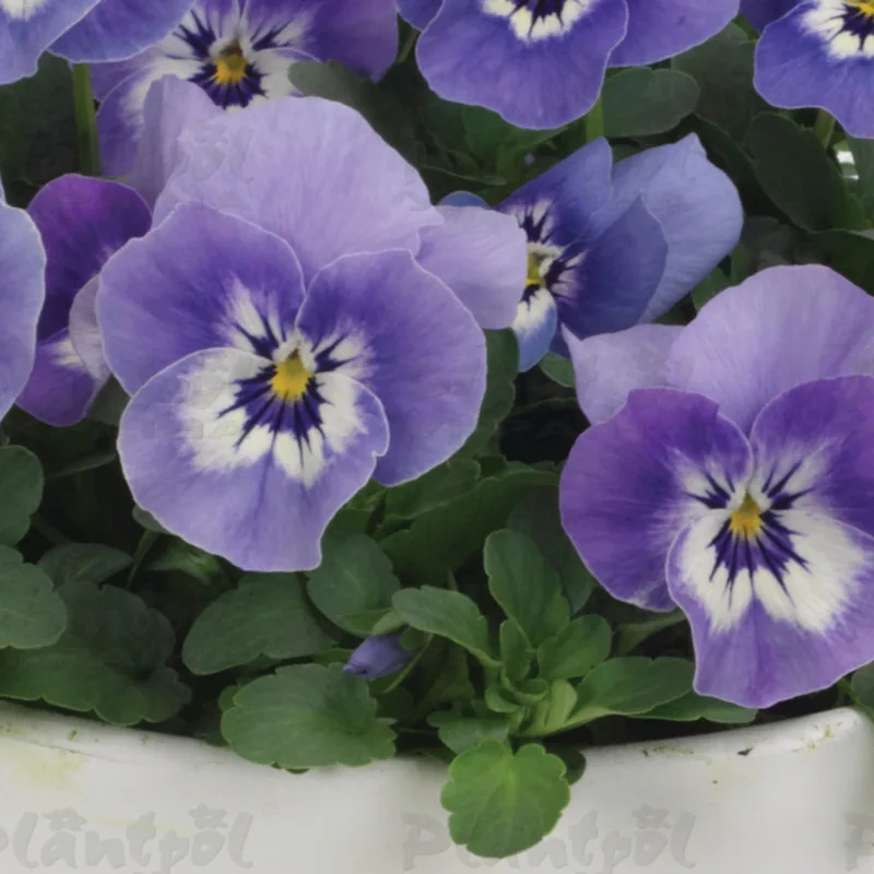Фото 2