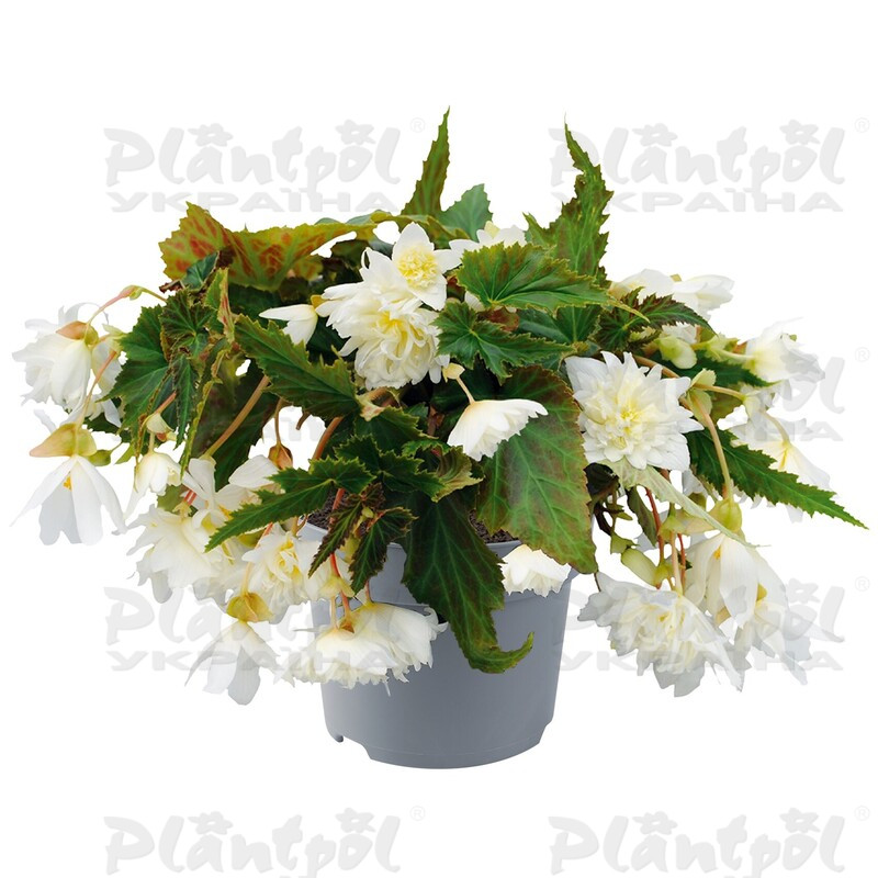 Бегонія Hybrida Funky ™White (180 палета)