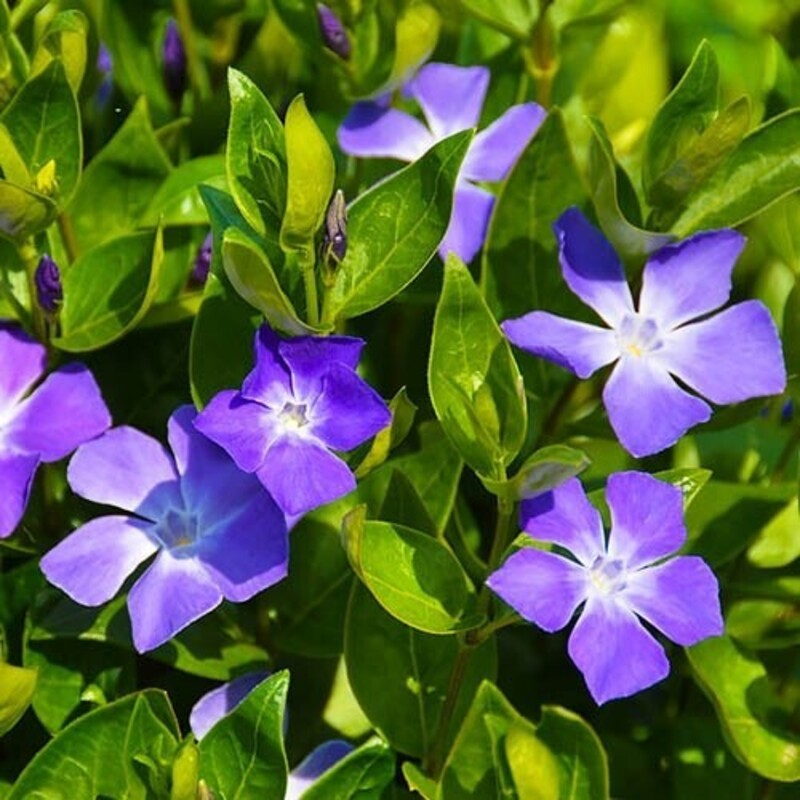 Барвінок (Vinca) minor Blue (Florensis)