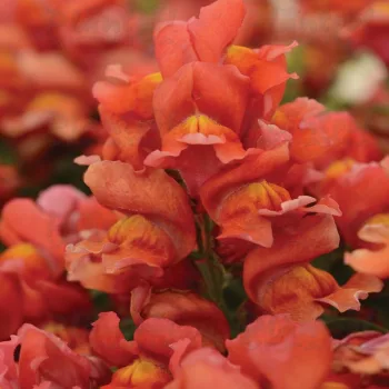 АНТІРІУМ/ANTIRRHINUM