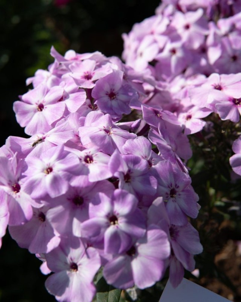 Флокс paniculata Bee Best Lilac Eye (128 палета/Florensis)