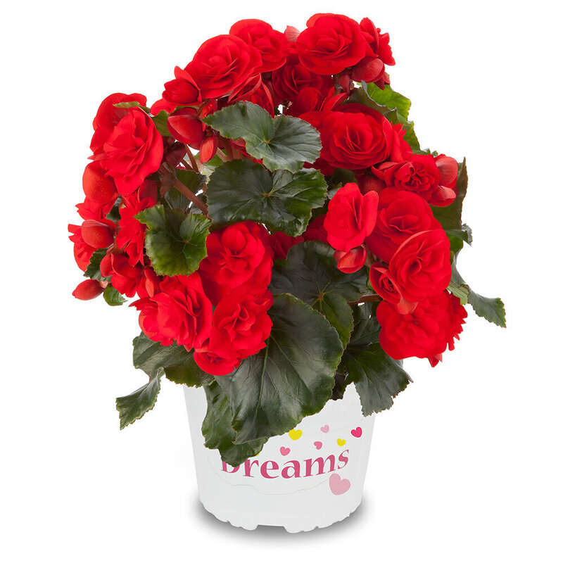 Бегонія Solenia Red Orange