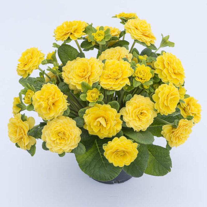 Примула Prima Belarina Spring Sun