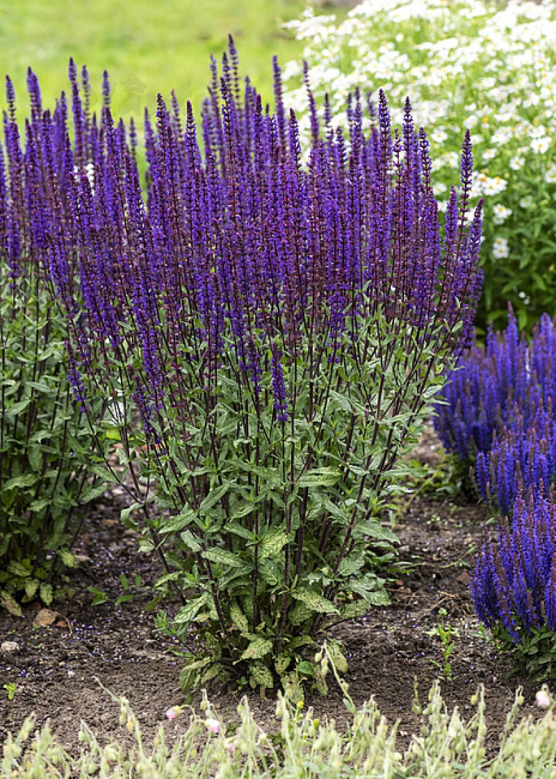 Шавлія Caradonna (Vitroflora)