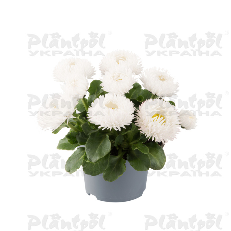 Стокротки bellis perennis Bam Bam White (288 палета)
