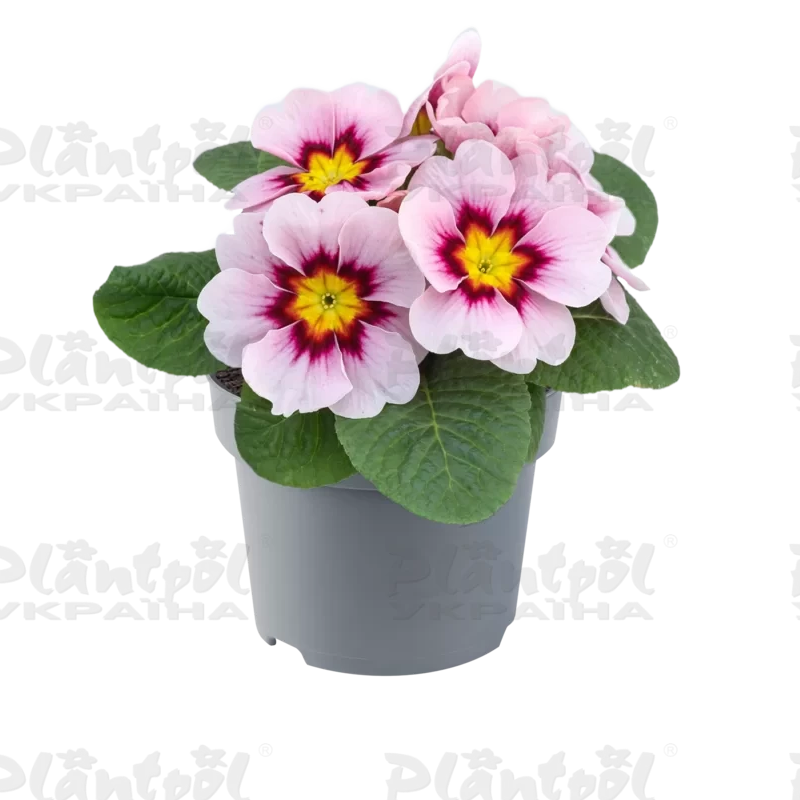Примула vulgaris Salome® F1 Appleblossom (288 палета/Florensis)