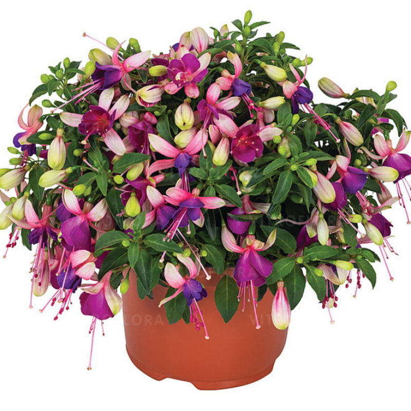 Фуксія Ballerina Brise