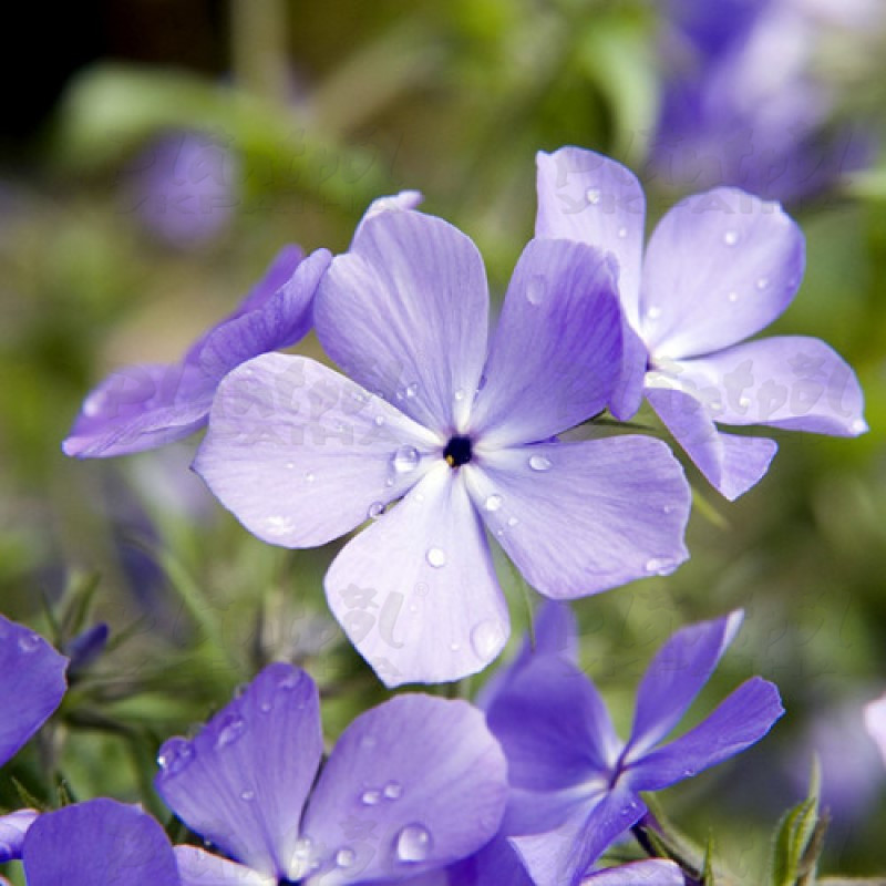 Флокс subulata Blue Moon (Vitroflora)