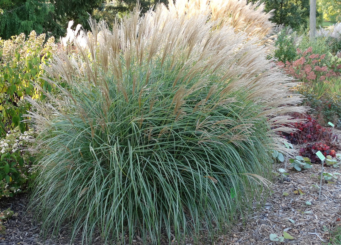 Міскантус sinensis Graciella (Vitroflora)