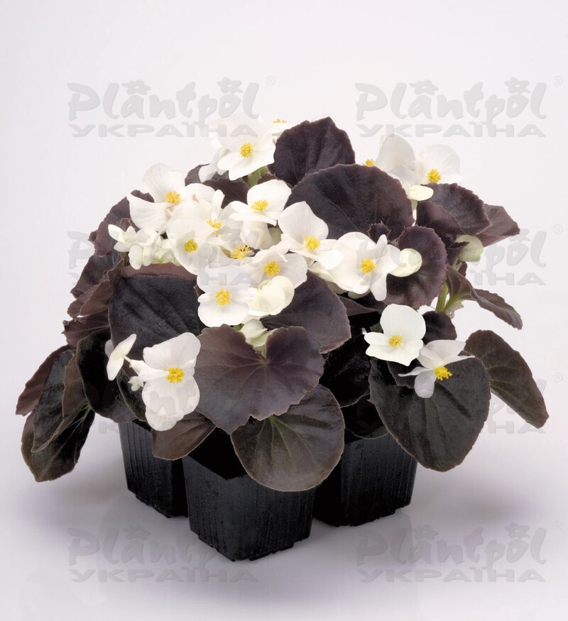 Бегонія Semperflorens New Globe F1 White