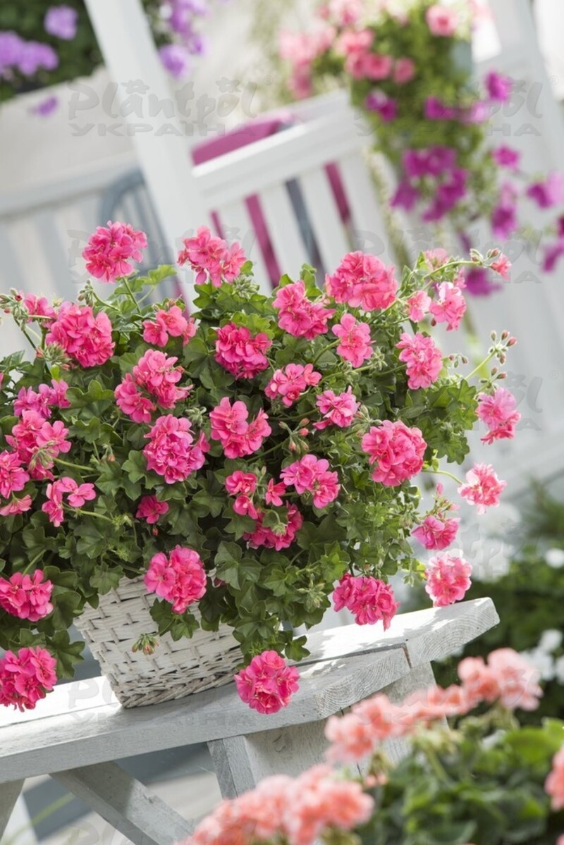Пеларгонія ампельна Sunflair Linda Pink