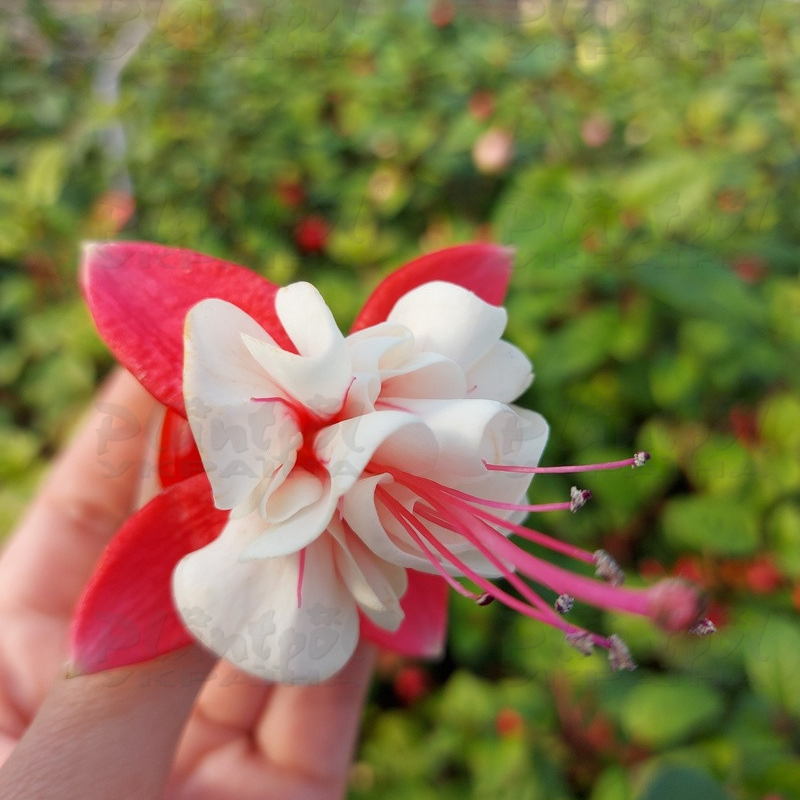 Фуксія Sir Matt Busby