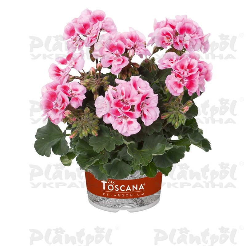 Пеларгонія зональна Dolce Vita Linus Pink Eye