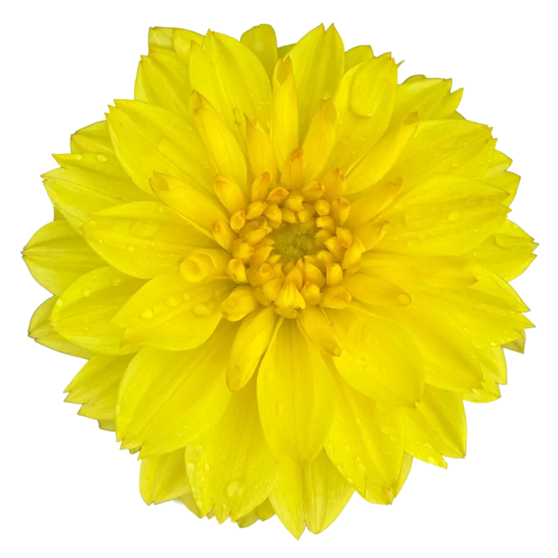 Жоржина Dalina MidiMax Yellow