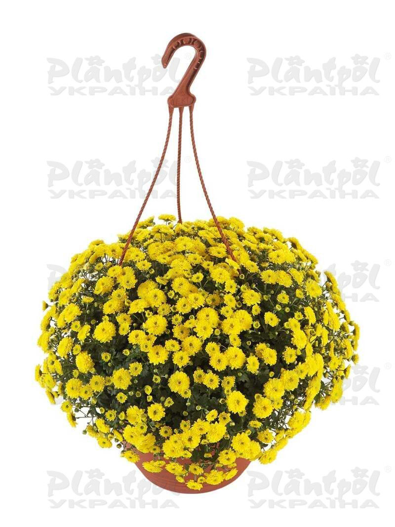 Хризантема Skyfall® Yellow горшкова (Vitroflora)
