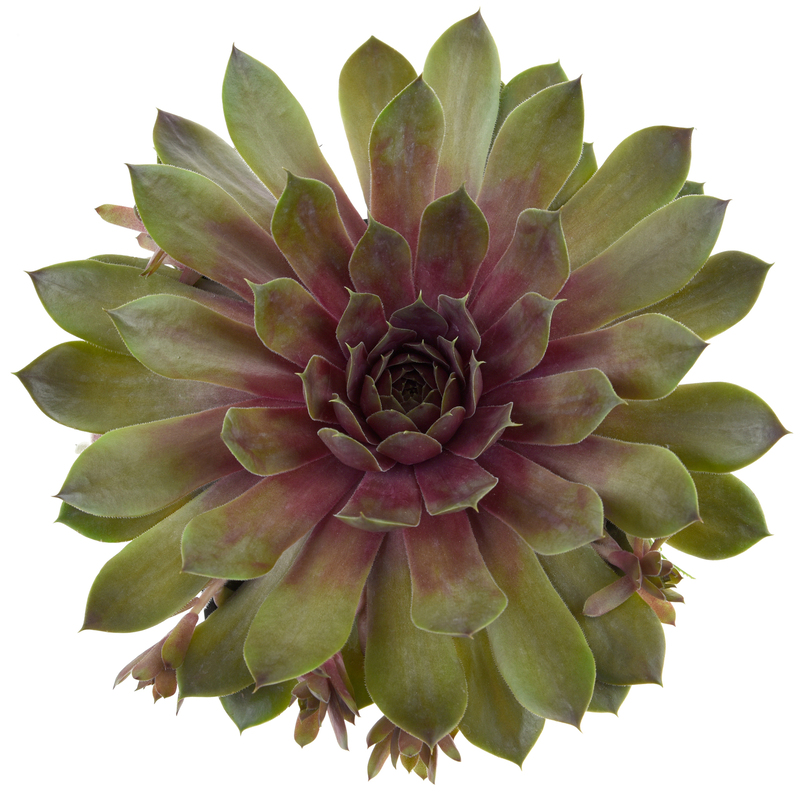 Семпервівум BigSam Pink Pomelo (Vitroflora)