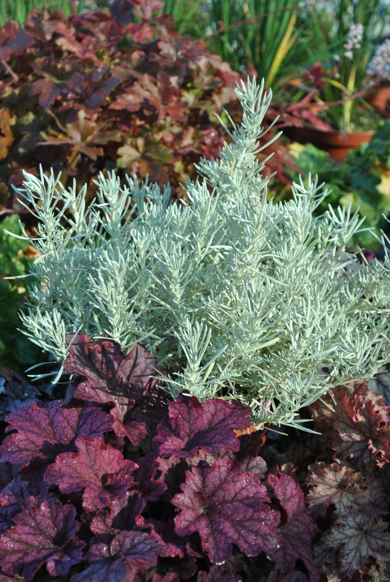 Helichrysum Геліхризум Korma