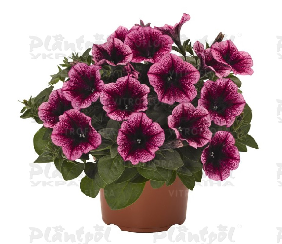 Петунія Sweetunia Burgundy Gem