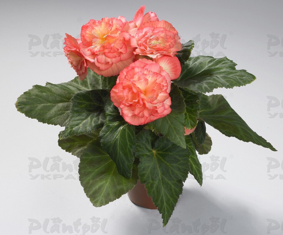 Бегонія Tuberhybrida Nonstop F1 Salmon Bicolour
