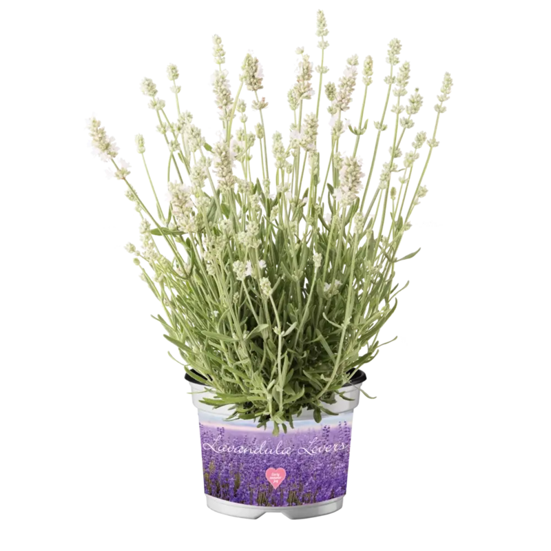 Лаванда angustifolia Ardeche White