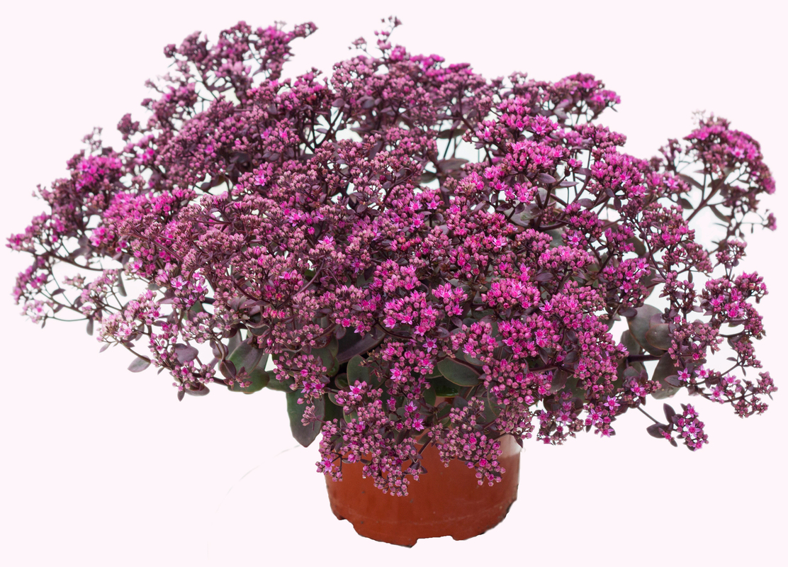 Седум SunSparkler Firecracker (Vitroflora)