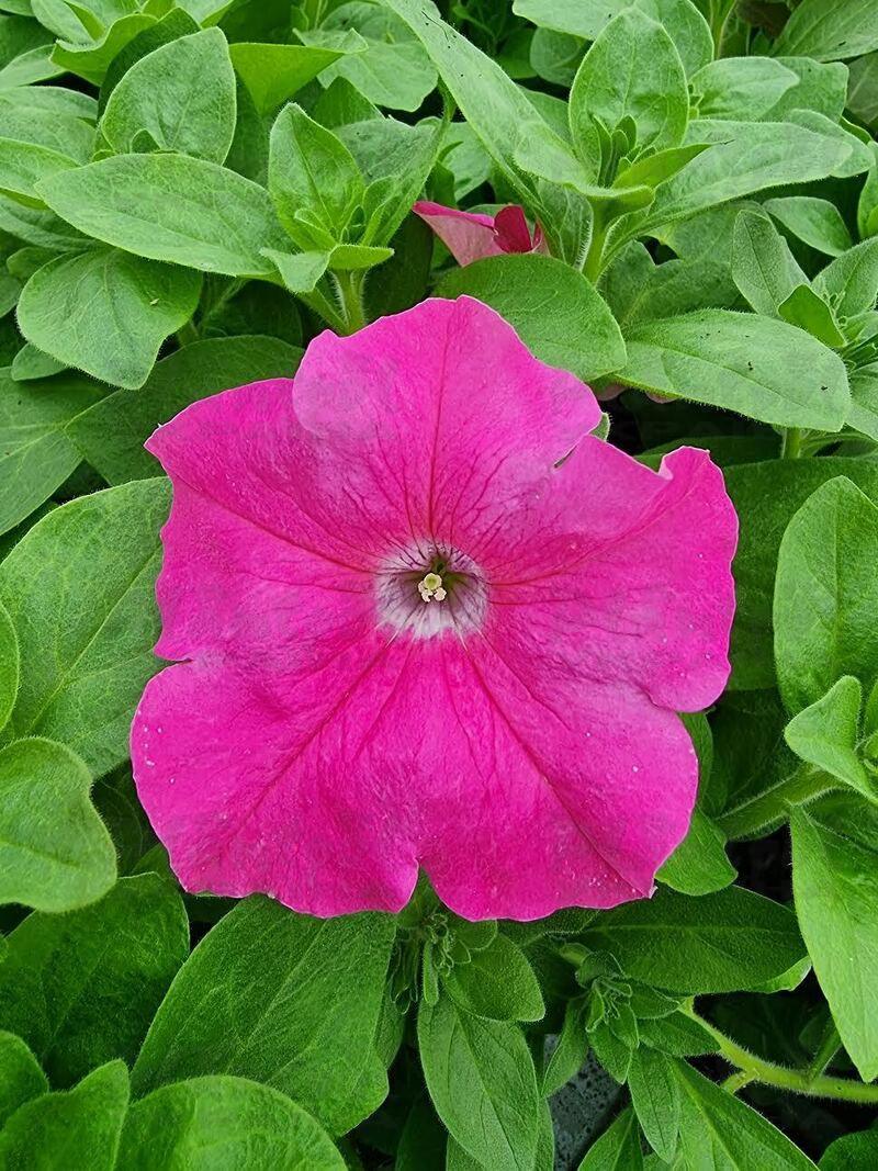 Петунія Conchita Grande Pink