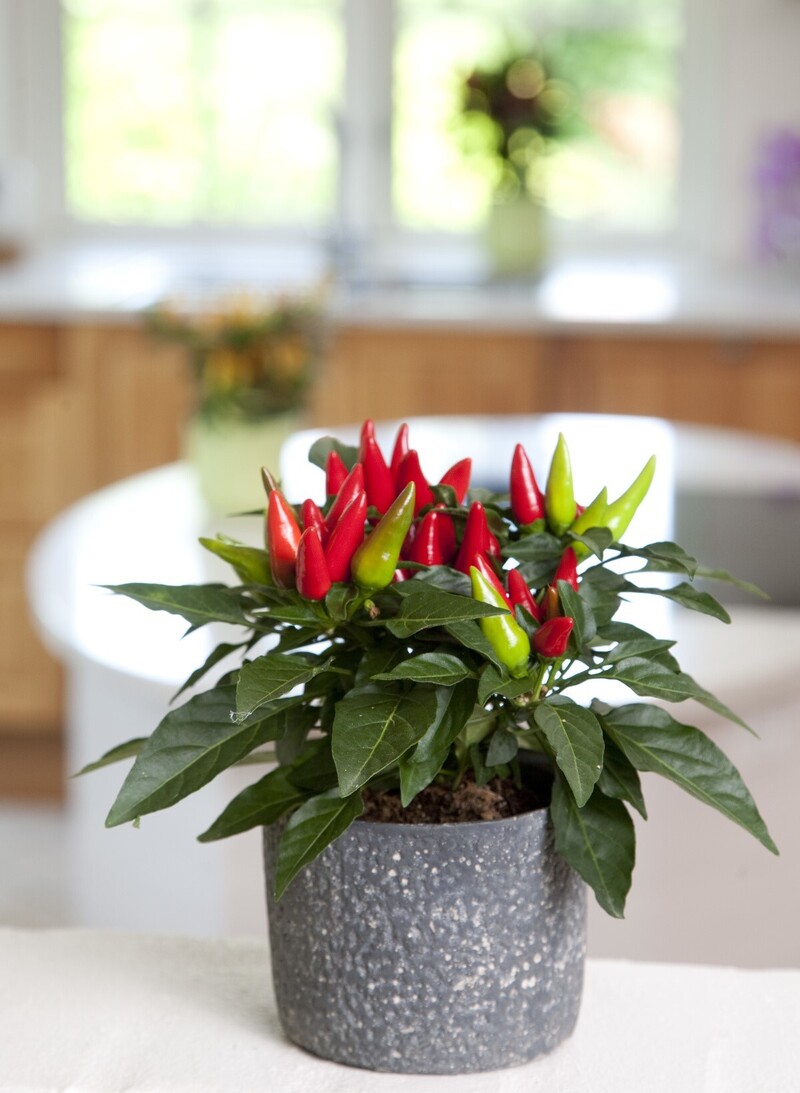 Капсікум annuum Salsa Red (288 палета/Florensis)