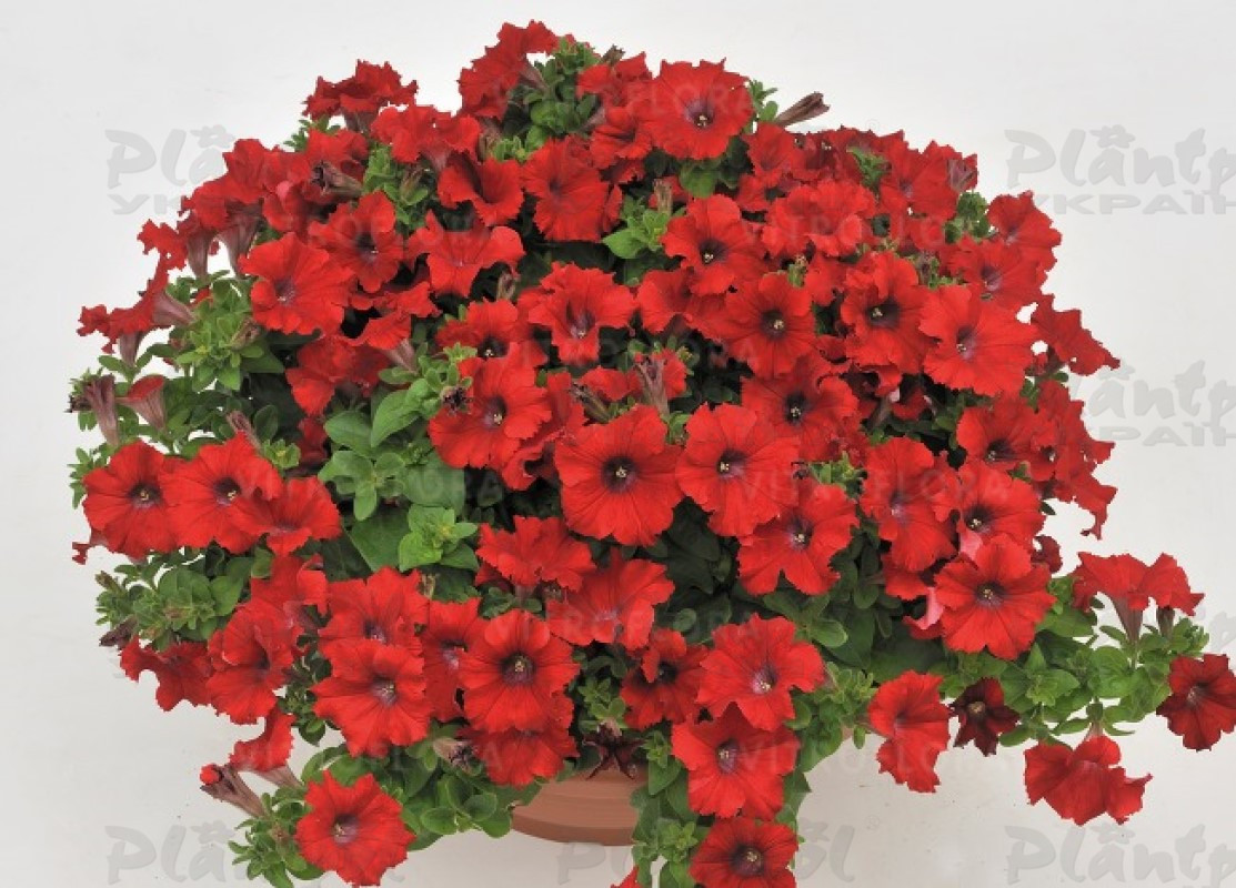 Петунія Fanfare Red Imp. (Florensis)