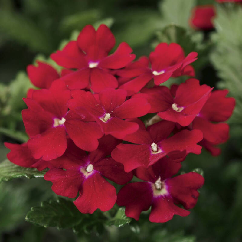 Вербена hybrida Obsession® Red (510 палета/Florensis)