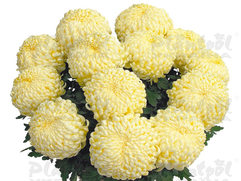 Хризантема великоквіткова горшкова Komodo Cream