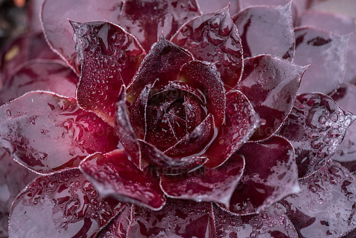 Семпервівум BigSam™ Black Cherry (Vitroflora)