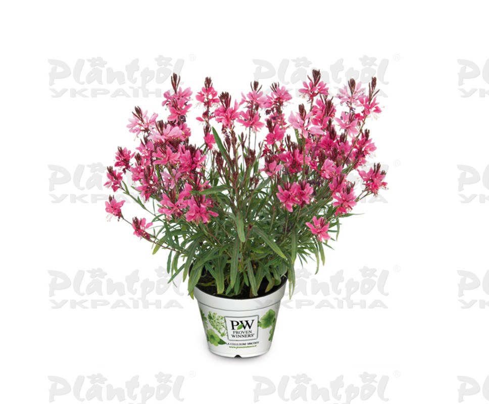 Гаура Everlast Dark Pink