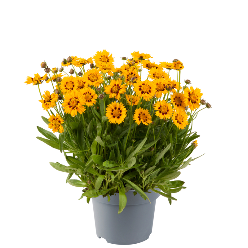 Кореопсис Sunfire Yellow Red (84палета/Florensis)