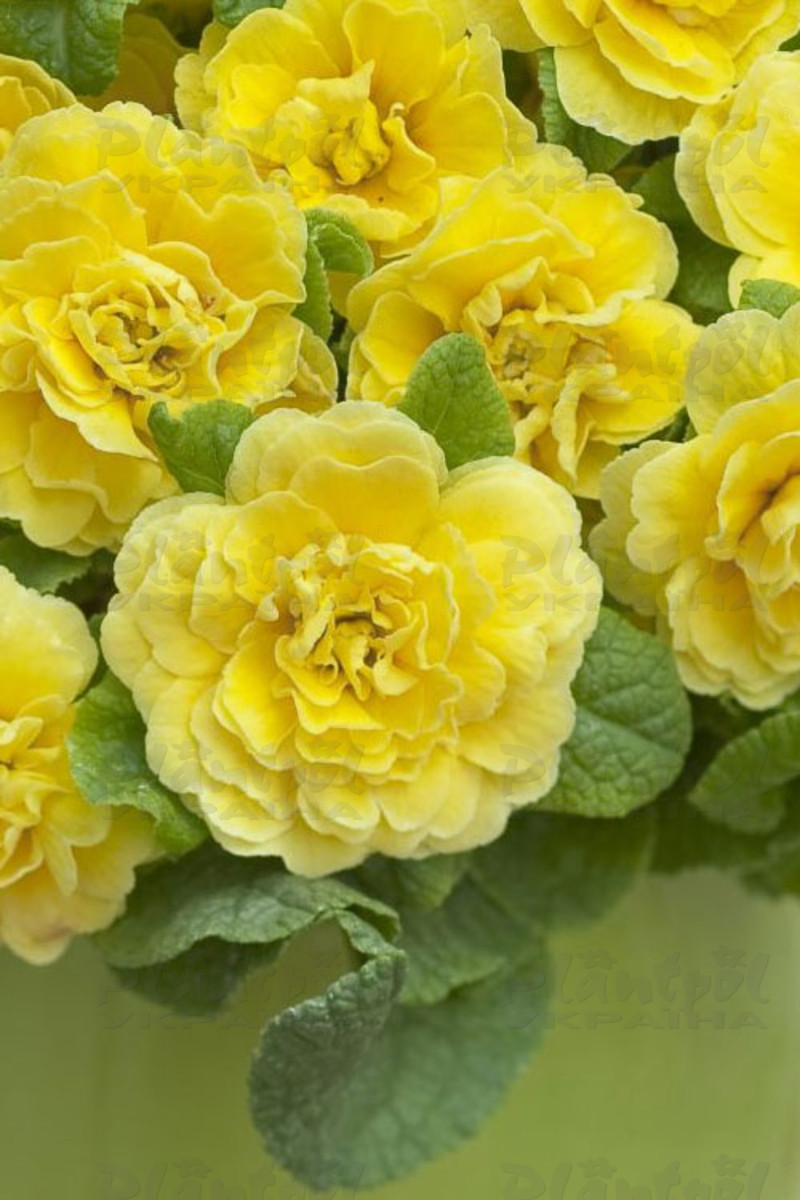 Примула Belarina Butter Yellow
