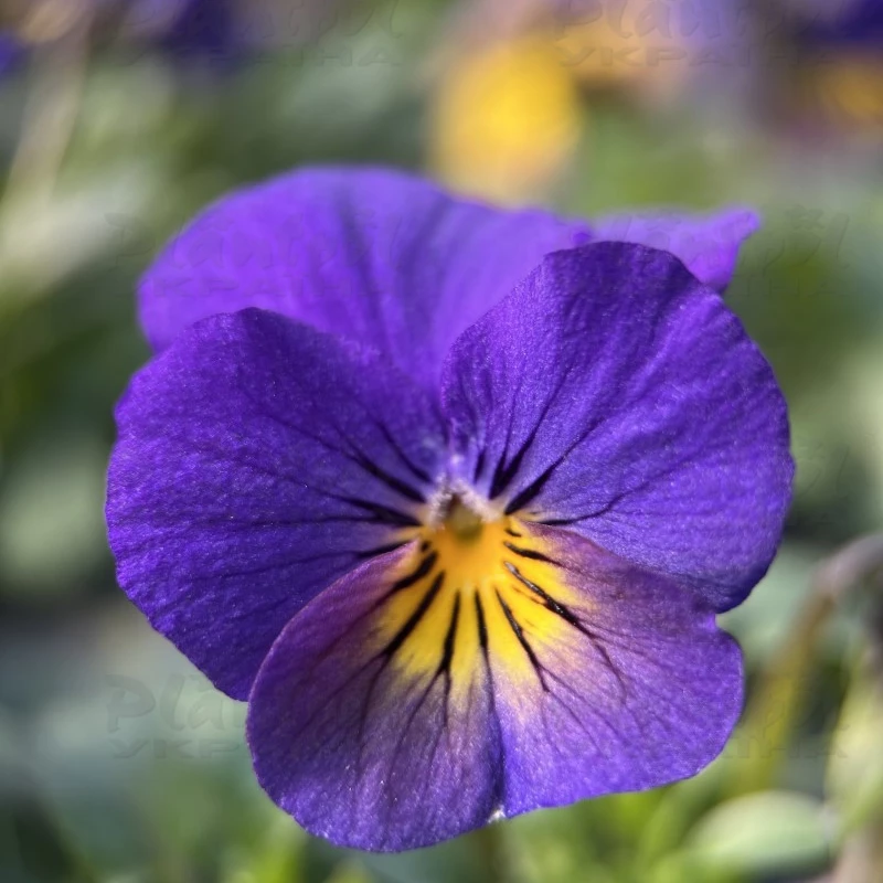 Садовий центр Плантпол-Україна, фото 12