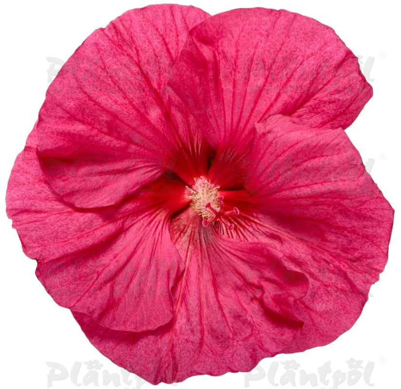Гібіскус Summerific Evening Rose