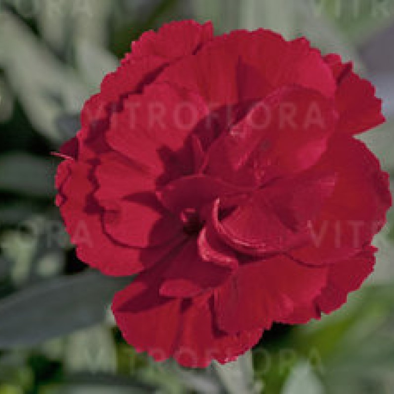 Гвоздика Oscar Dark Red (Vitroflora)