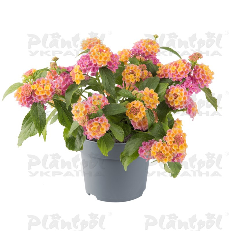 Лантана Lucky Pink (84 палета)