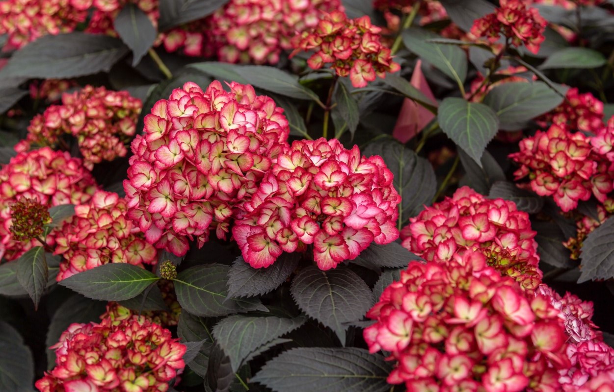 Гортензія macrophylla Eclipse (напівпродукт)