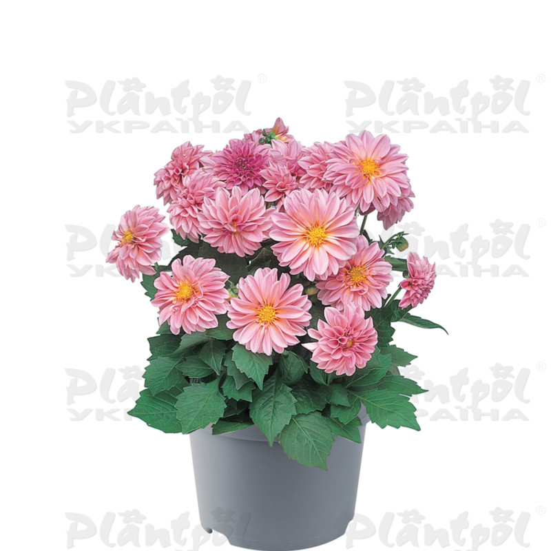 Жоржина Dahlietta Emily (128 палета/Florensis)