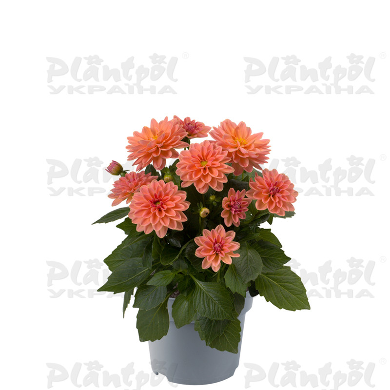 Жоржина Dahlietta Surprise Lily (128 палета/Florensis)