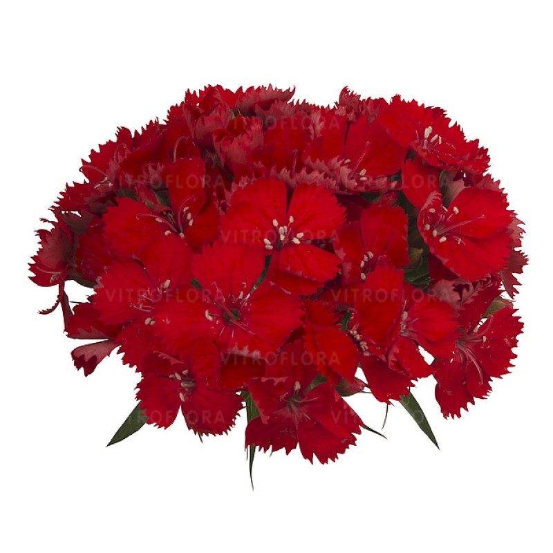 Гвоздика зрізна Barberatus Rouge (Vitroflora)