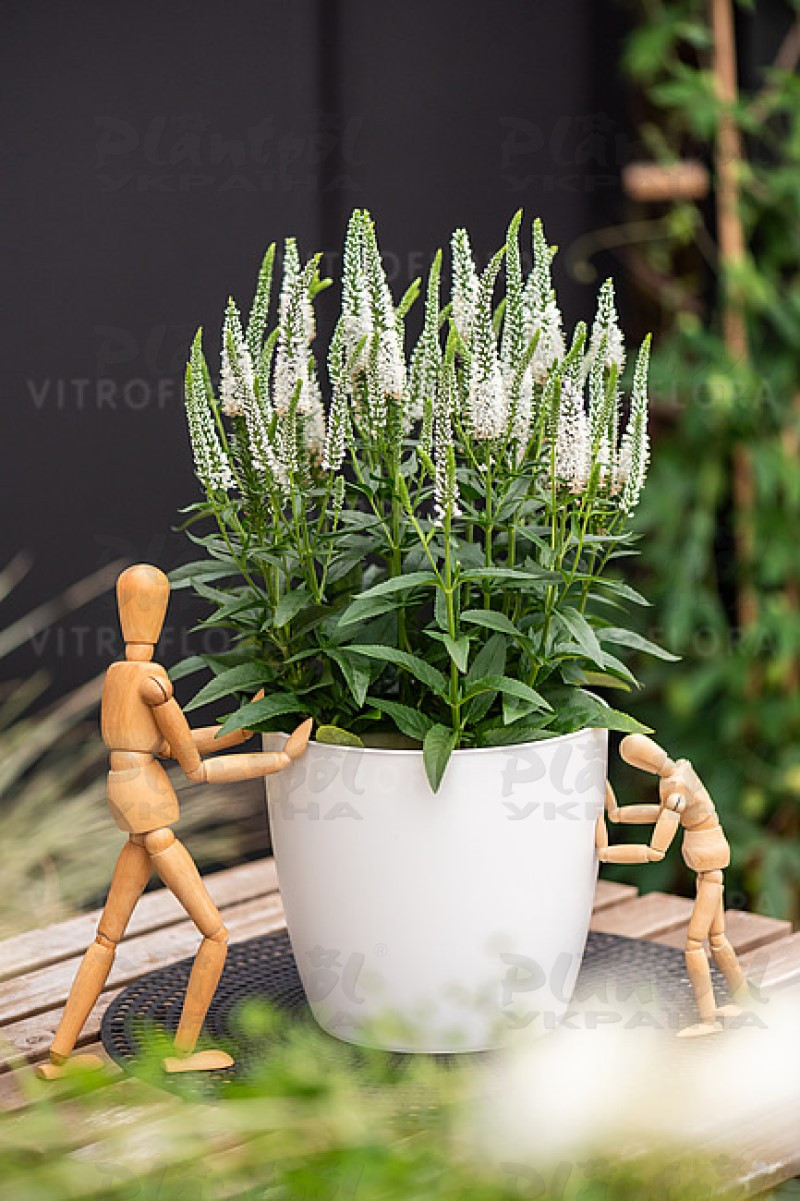 Вероніка Lancita White (Vitroflora)
